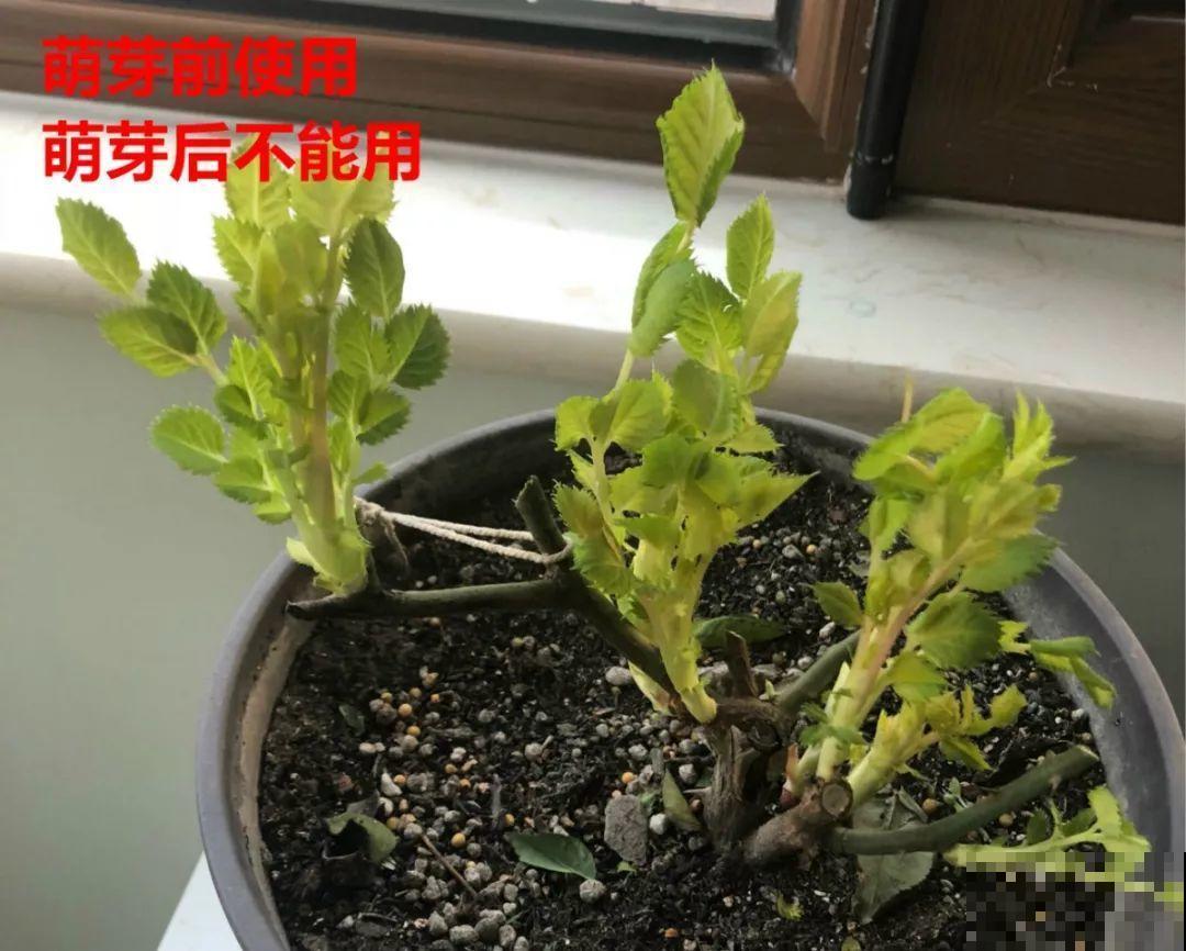 这8种花冬天别饿着，勤浇水多施肥，开花越来越多！