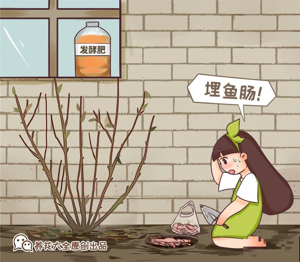淘米水里加上它，没有异味肥效翻倍，给花用点叶子绿油油！