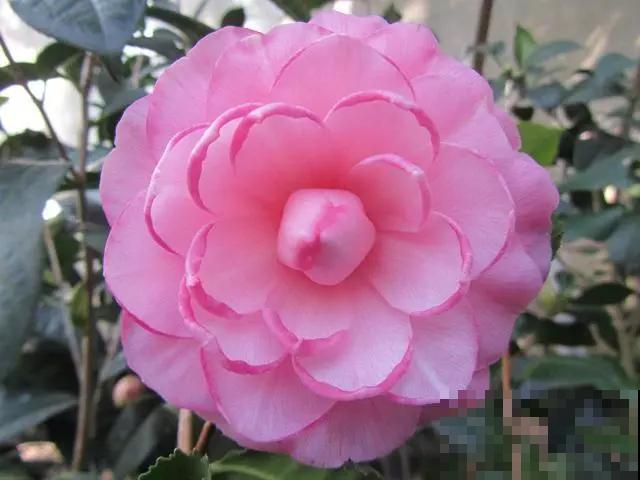 秋冬养这花，就得冻一冻，花开得的更旺盛