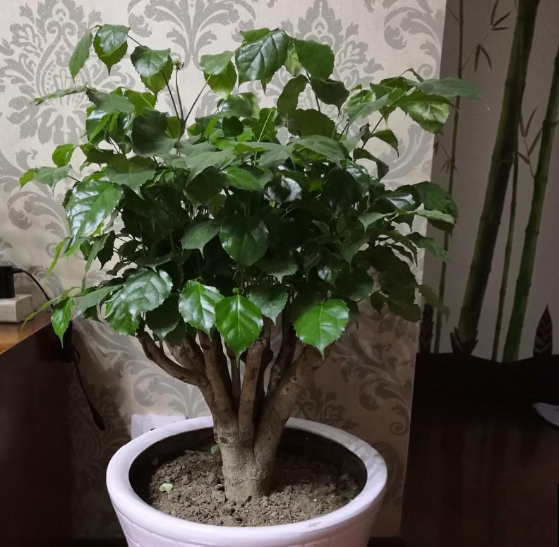 最适合养在室内的植物，必选这5种，轻松点缀家居！