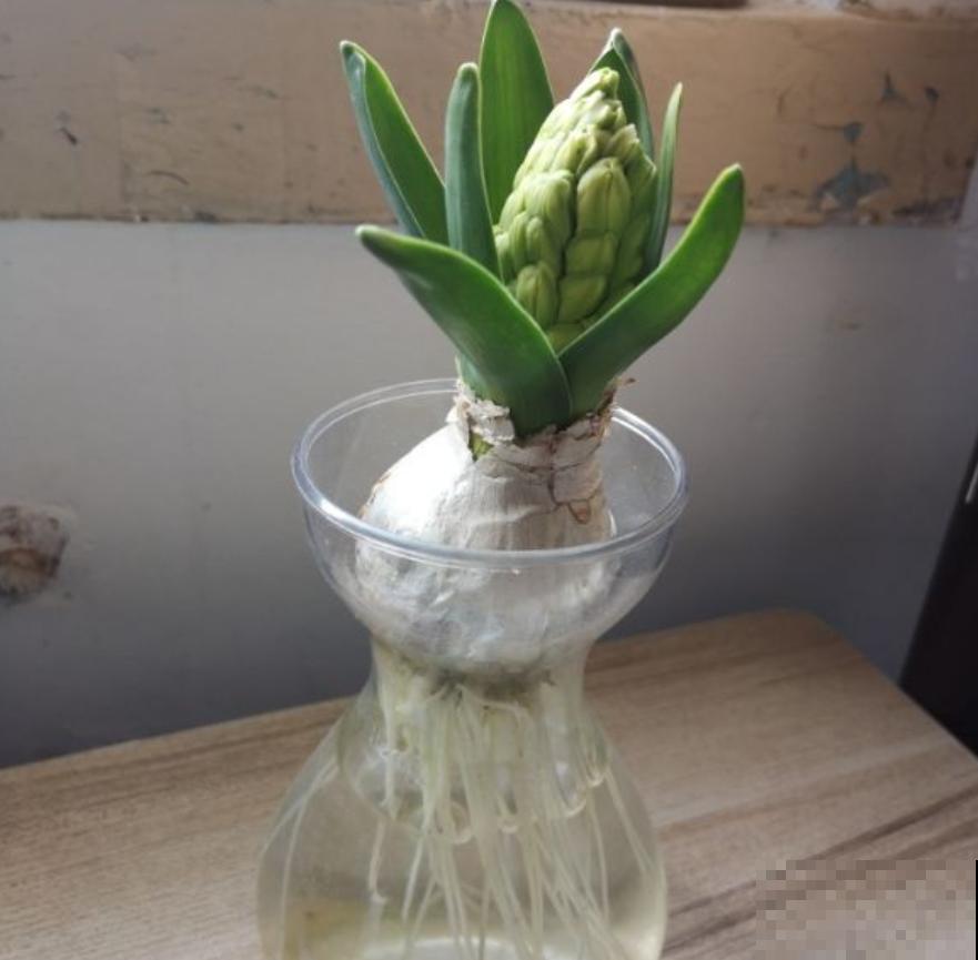 风信子夹箭不开花？关一下“小黑屋”，过两天自己就能伸出来！