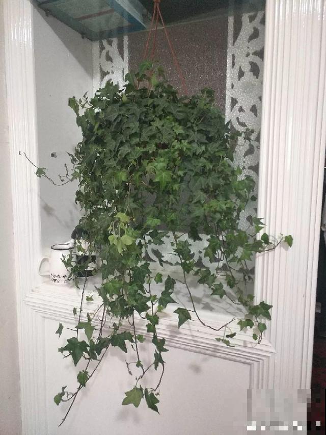 4种不同风格的花，谁见了都爱养，各有各的气质！