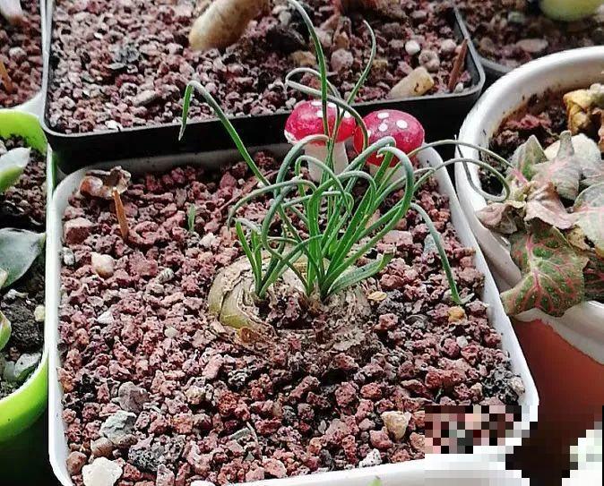 这花爱晒太阳，越晒叶子越卷，像弹簧一样超级可爱！