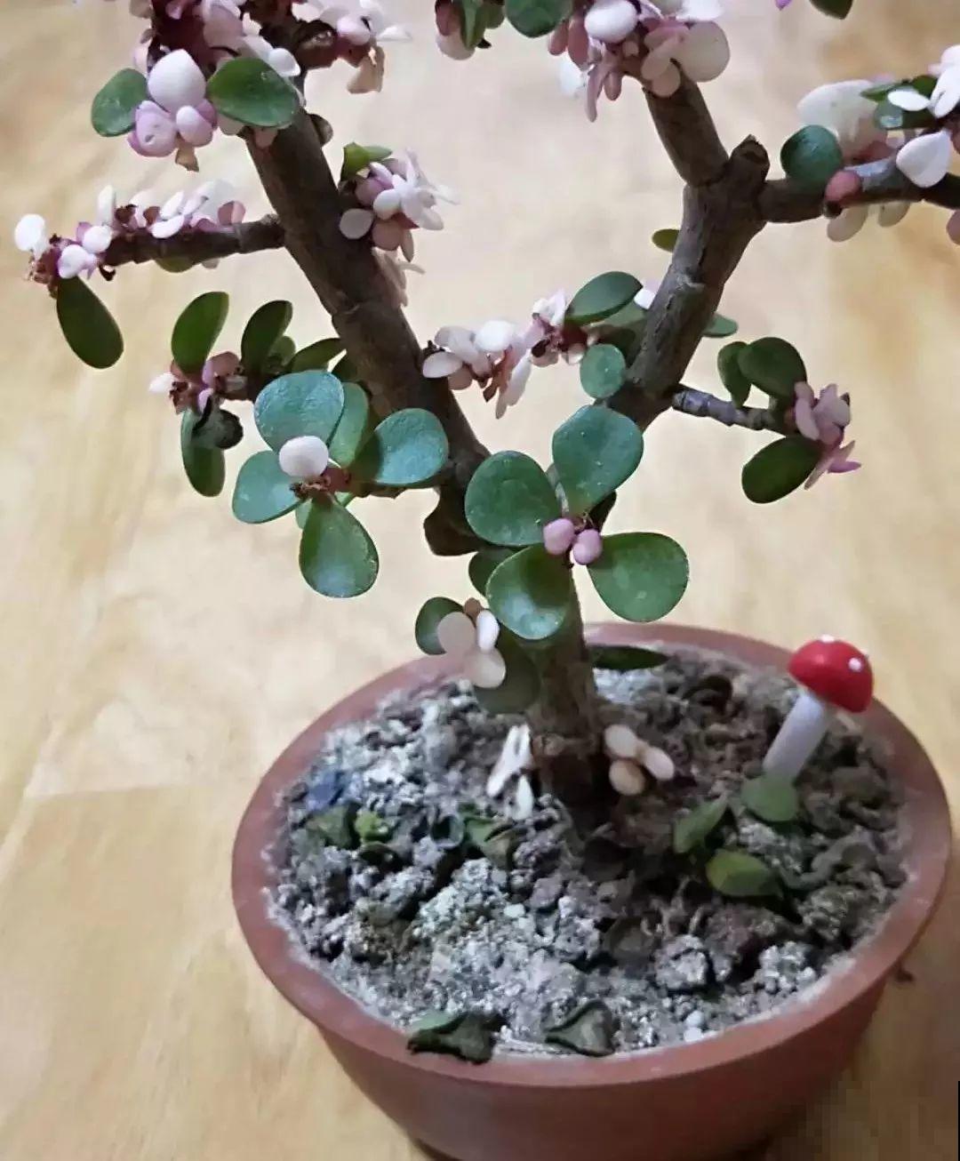 花盆里长了这玩意，趁早断水，小心最后根都烂没了！