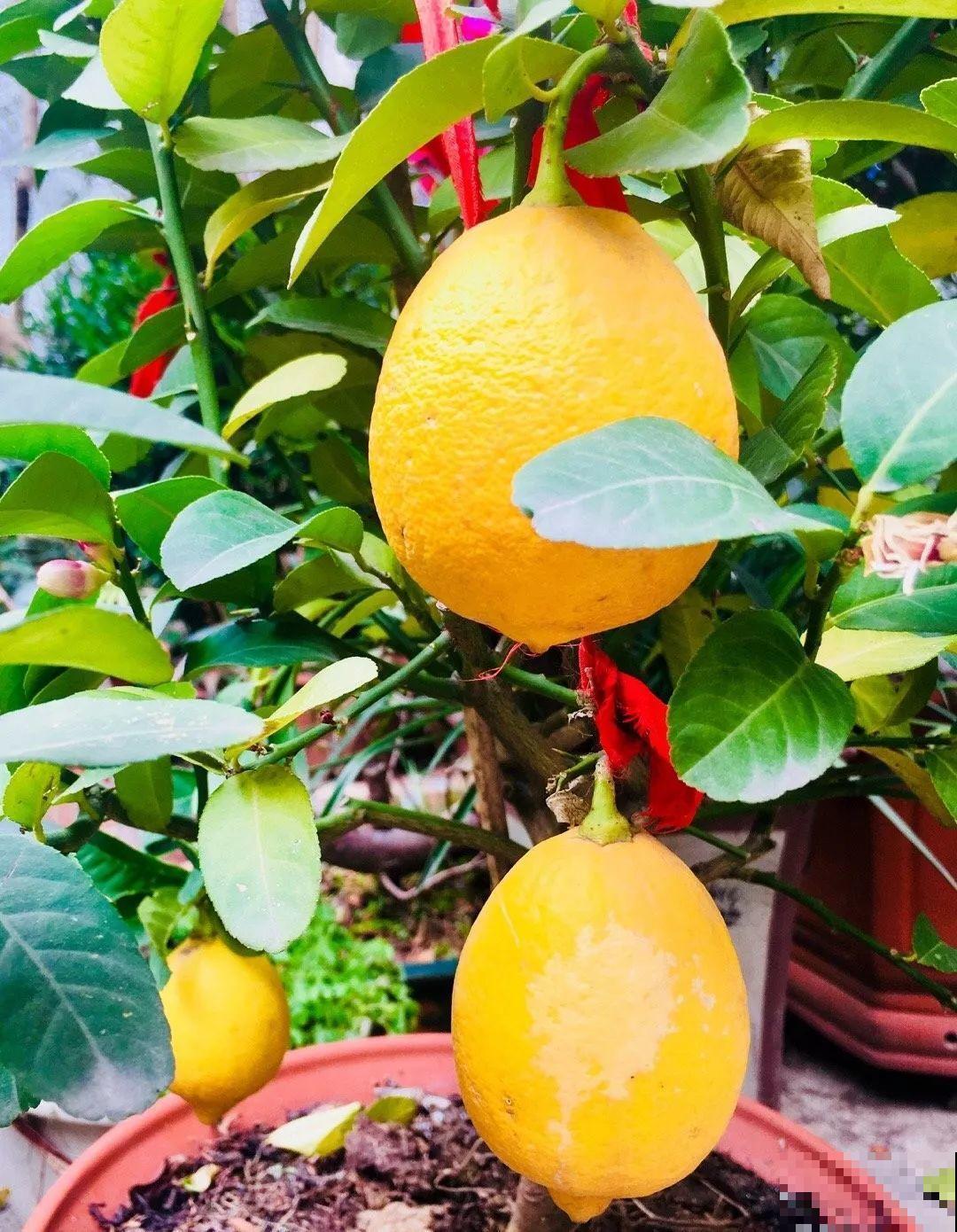 14种香水花，家里摆一盆，满屋子都是香味！