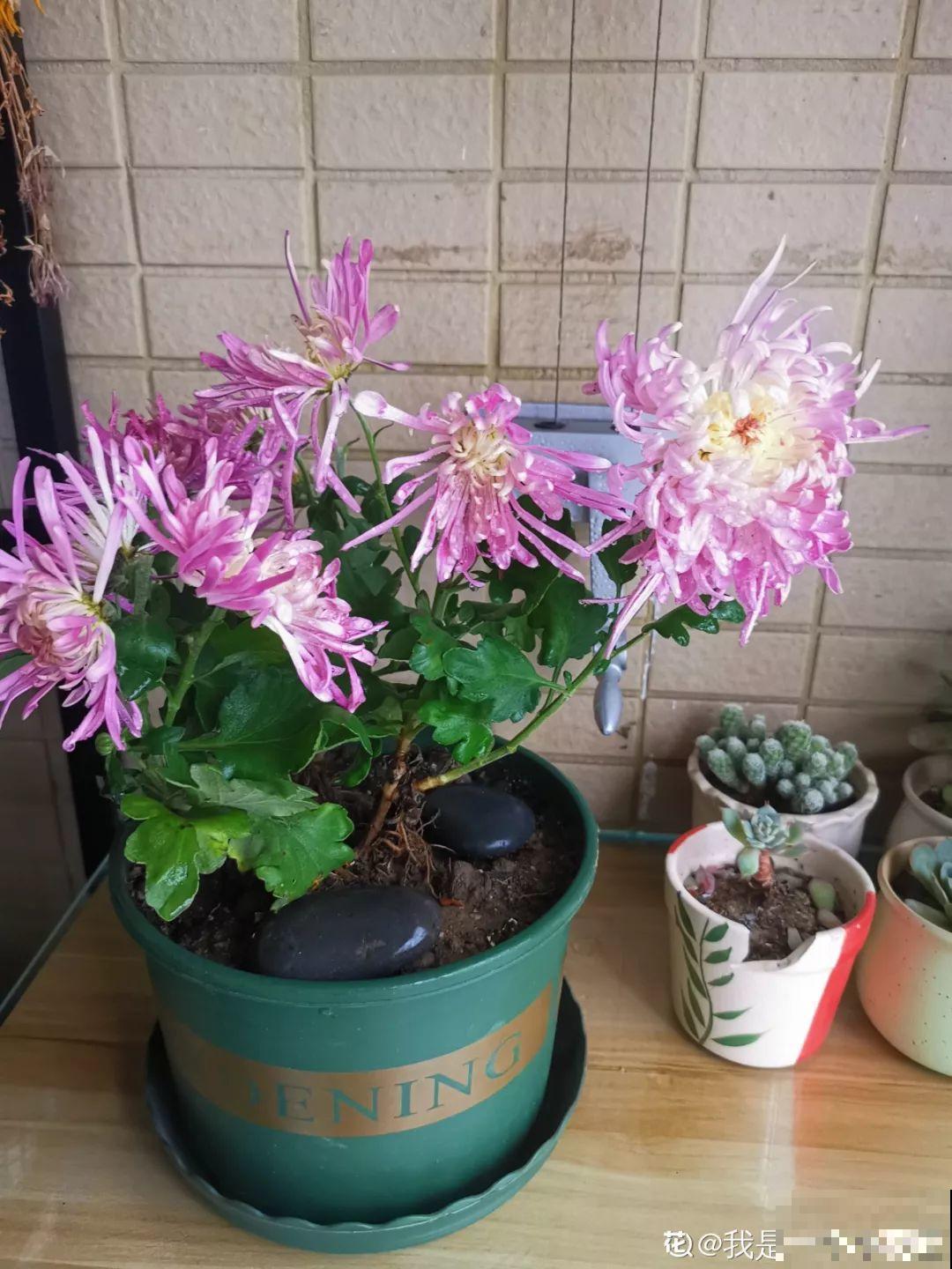 天冷把花搬进屋，修剪杀虫一个也不能少，不然叶子掉没成光杆！