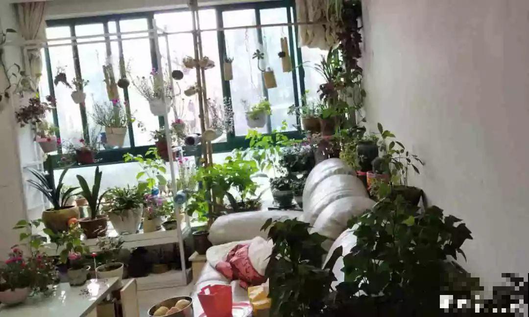 阳台再小也不怕，跟她学一招，把花挂起来养，不占地还好看！