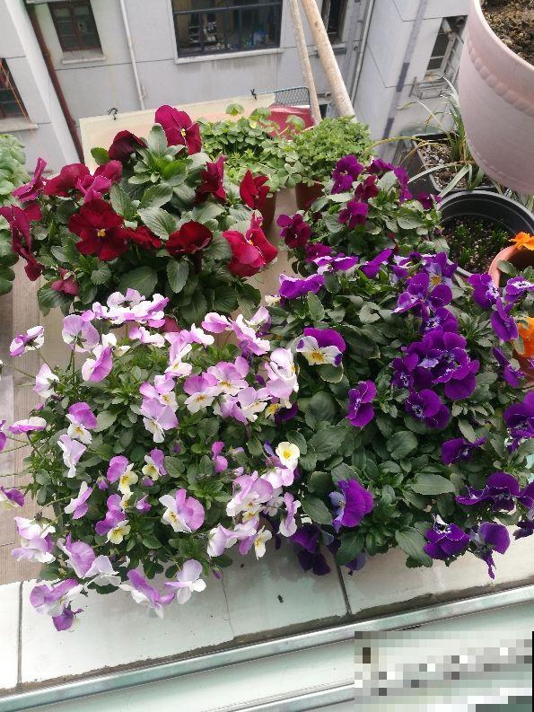 这花最适合冬天养，一盆栽几棵就成大花团，放窗边就蹭蹭开！