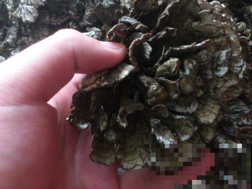山上见到一朵枯菊花，赶紧薅起来塞兜里，煲汤煮饭有大用处！