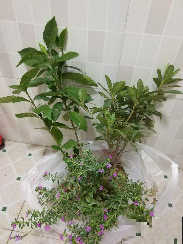 花市又出新骗术，买花前要注意这3点，谨防买花“踩坑”