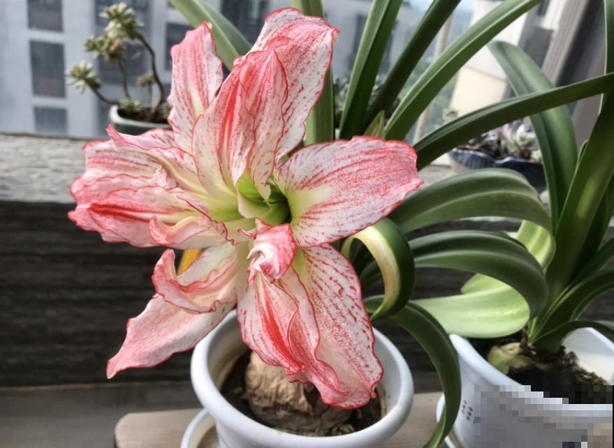养花别贪小便宜，5种花太便宜了不敢买，买了就吃亏！