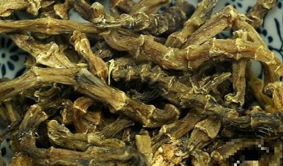 见过竹节一样的野参吗，众人上山抢着挖，只因市场卖价太贵！