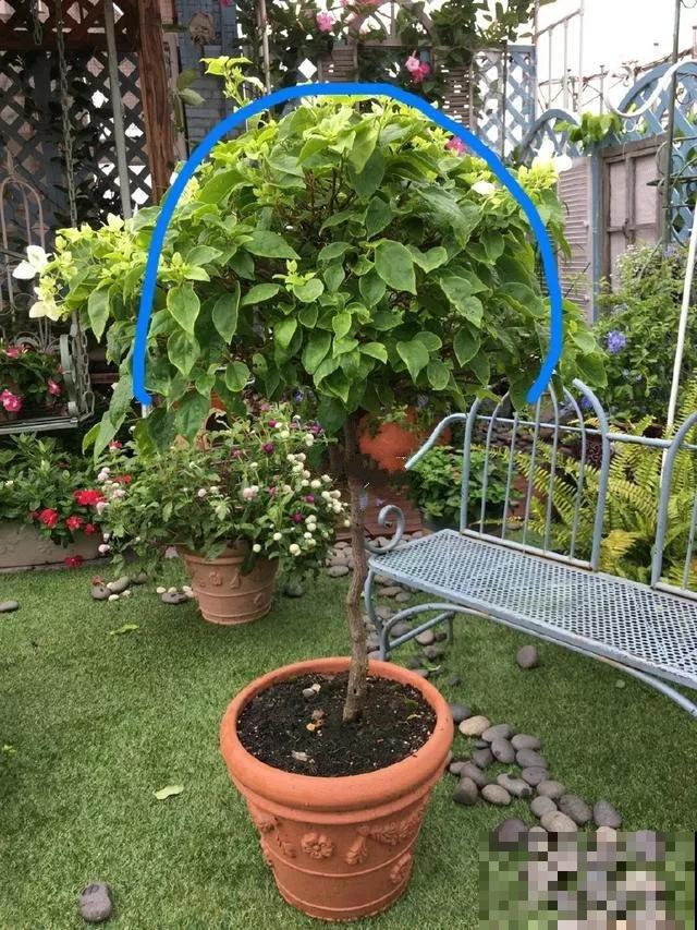 三角梅被他剃成大光杆，结果一开花，变成惊艳的棒棒糖！