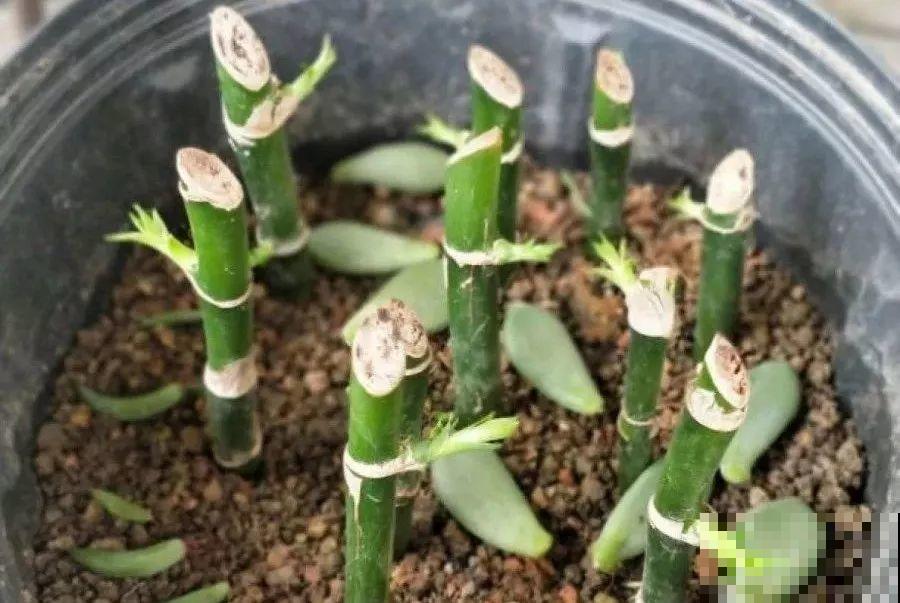 20种花最怕冷，一降温就黄叶，不做准备只剩空盆了！