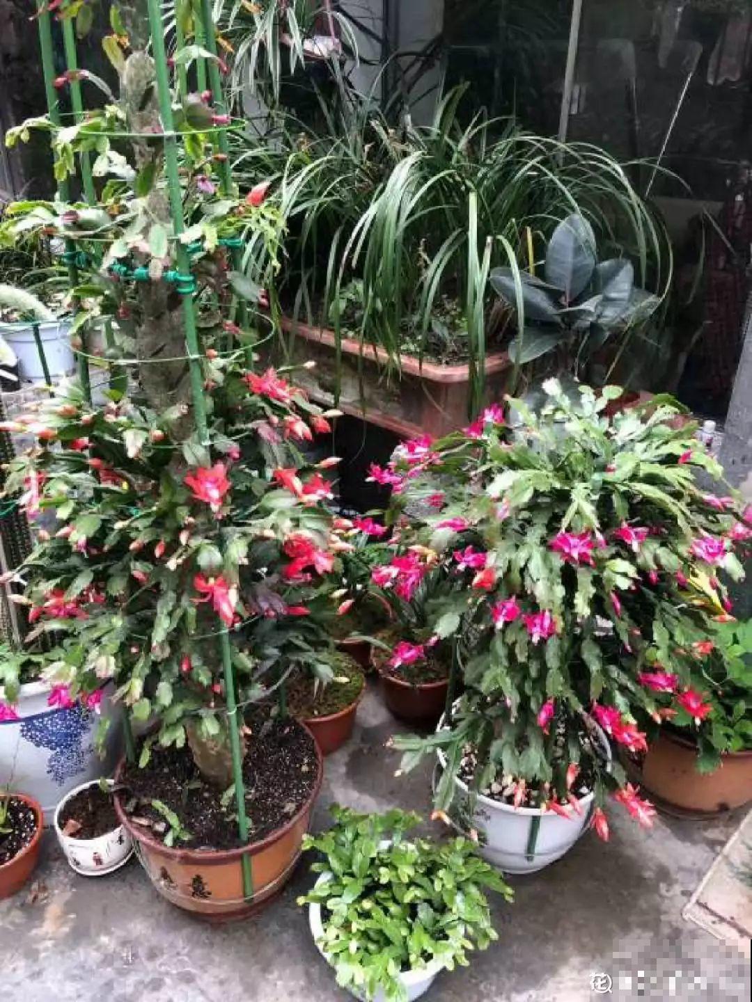 养花得会选盆，选对了花开爆盆，选错了黄叶烂根！