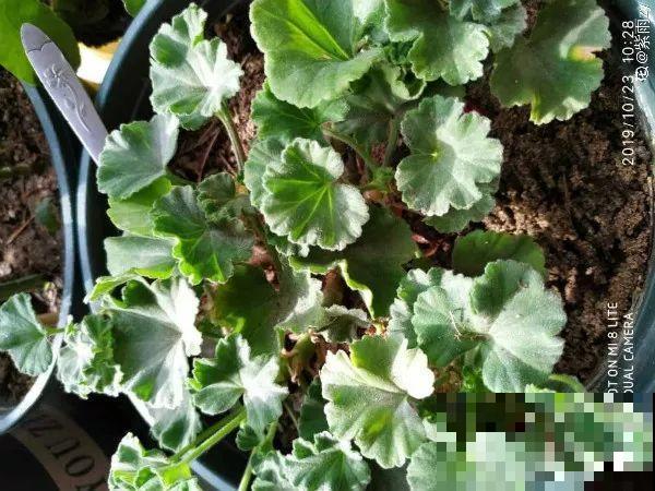 冬天修剪分“轻重”，有的花剪狠了，小心再也不开花！