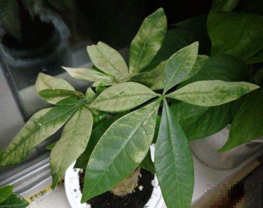 3种寓意好的花，就适合过年养在家里，油绿茂盛易爆盆！