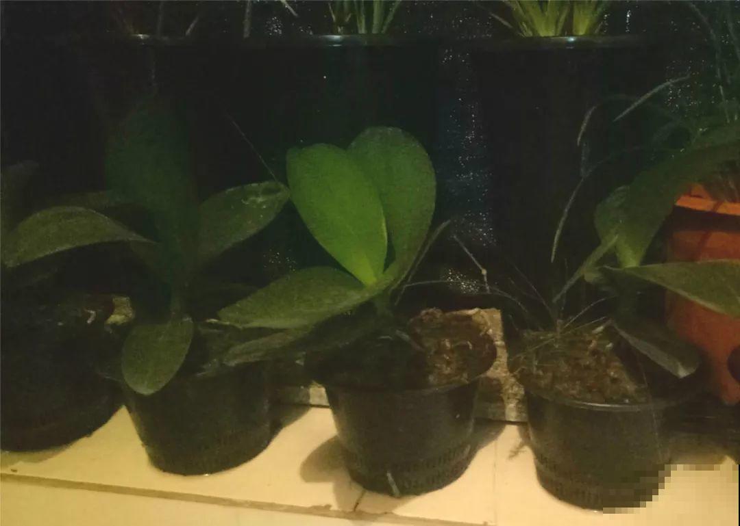 公认的开花机器，一年能开8个月，光不好也能养！