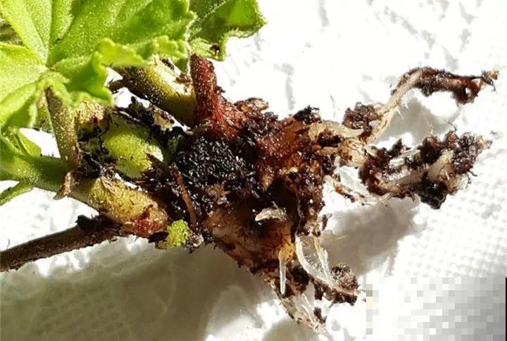 12月扦插这种花，成活率超高，大白根呼呼冒！