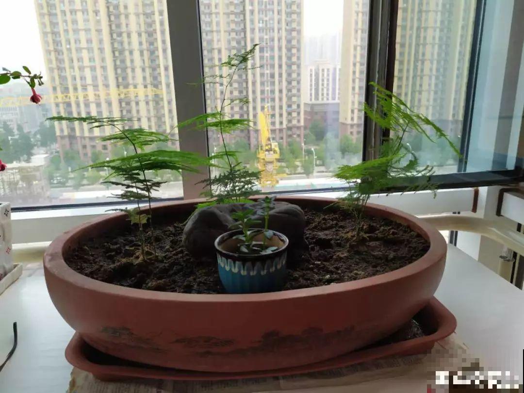 养这花别心软，遇到黄叶狠心剪，越剪长得越快！