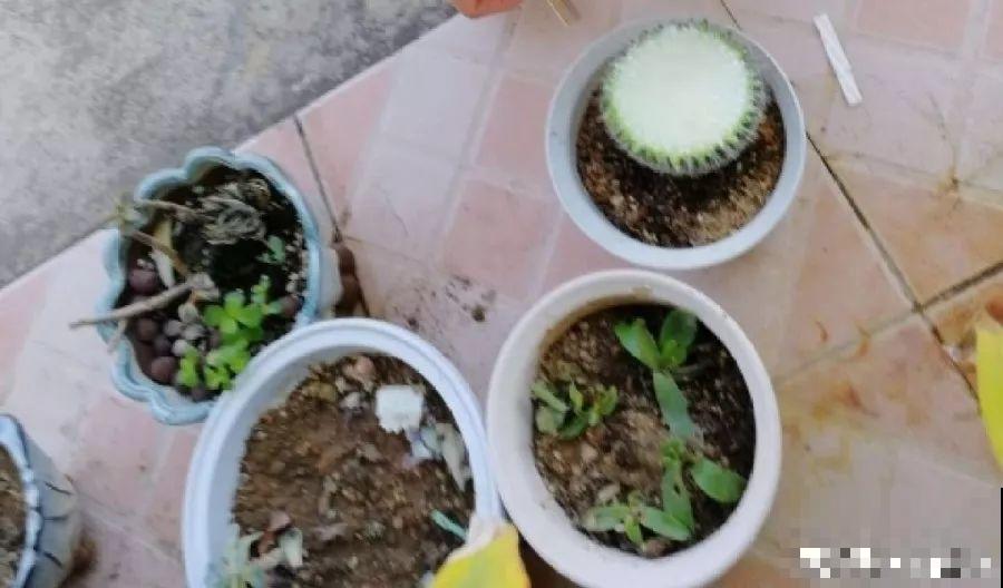 家里有这4种花，砍1刀能憋8个芽，两个月就爆盆！