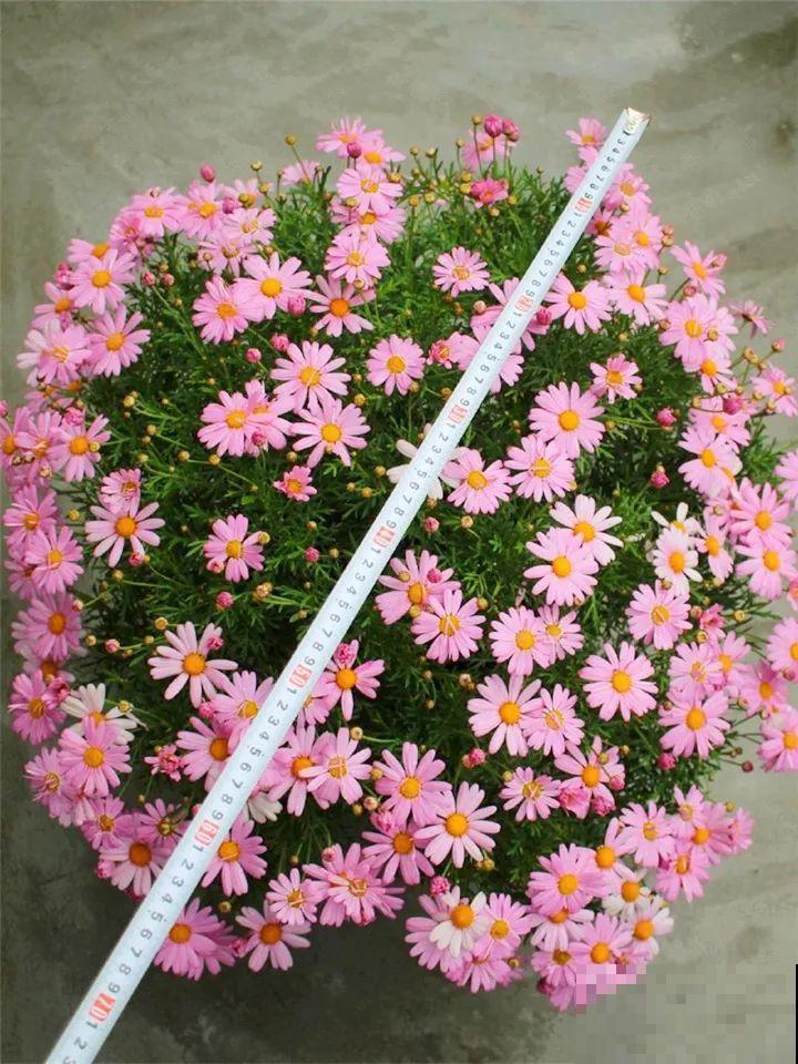 10种花，现在就得赶紧剪，不然熬不过冬天！