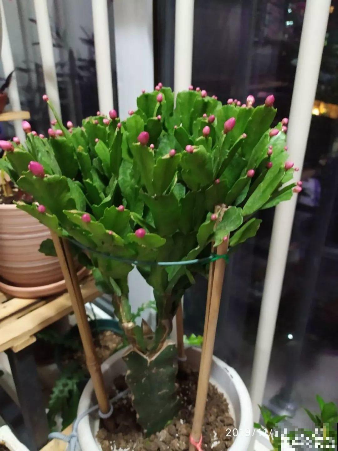 蟹爪兰刚开花，他把30个花苞全摘了，真心疼！