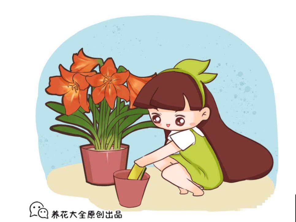 君子兰要开花，这4个条件缺一不可，否则养10年也开不了！
