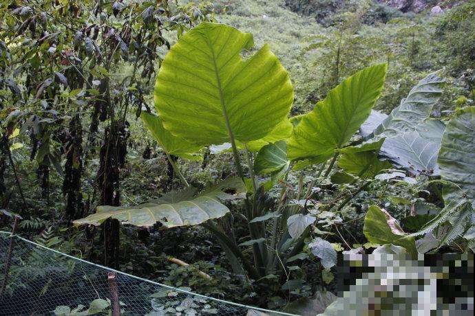 野外偶遇神秘植物，1片叶子比井盖还大，摘下来直接当雨伞撑！