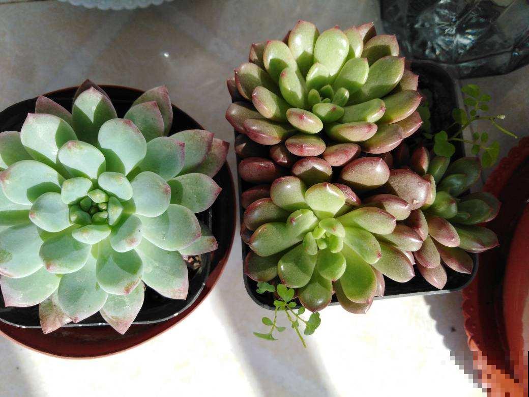 多肉不腐不软，一冬长大三四倍，原来是这么养出来的！