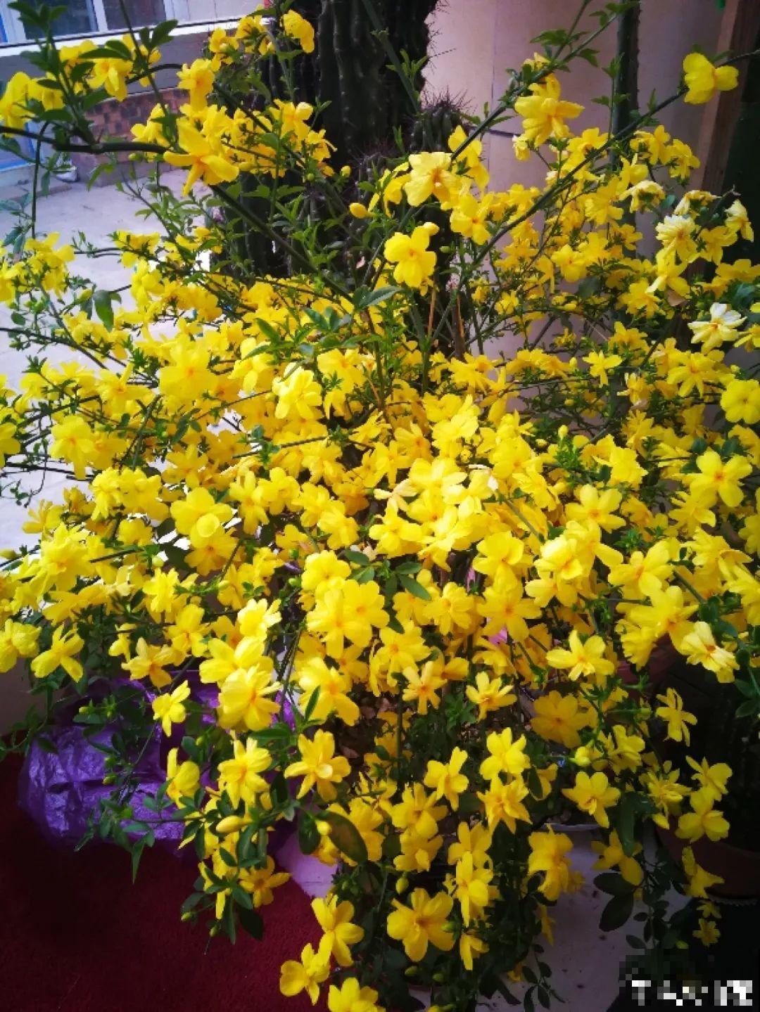 这6种花现在养，一个月后就开花，红红火火过新年！