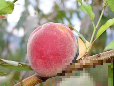 见过冬天成熟的桃子吗？这品种栽花盆就结果，太罕见了！