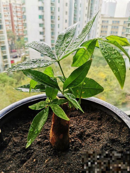 养这花不花1分钱，垃圾桶附近转一转，就能捡一堆