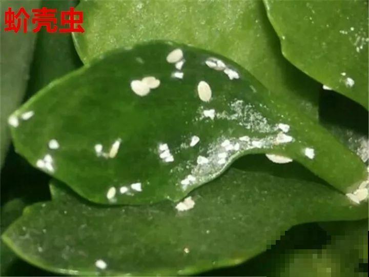 长寿花搬回家，记住“四不要”，免得掉得满地都是花苞！