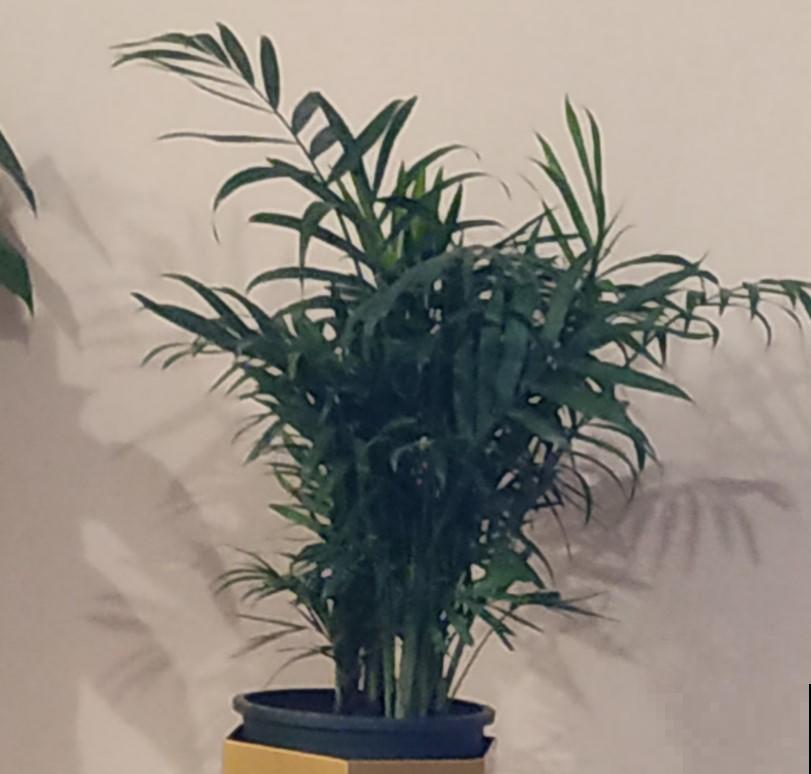 最适合养在室内的植物，必选这5种，轻松点缀家居！