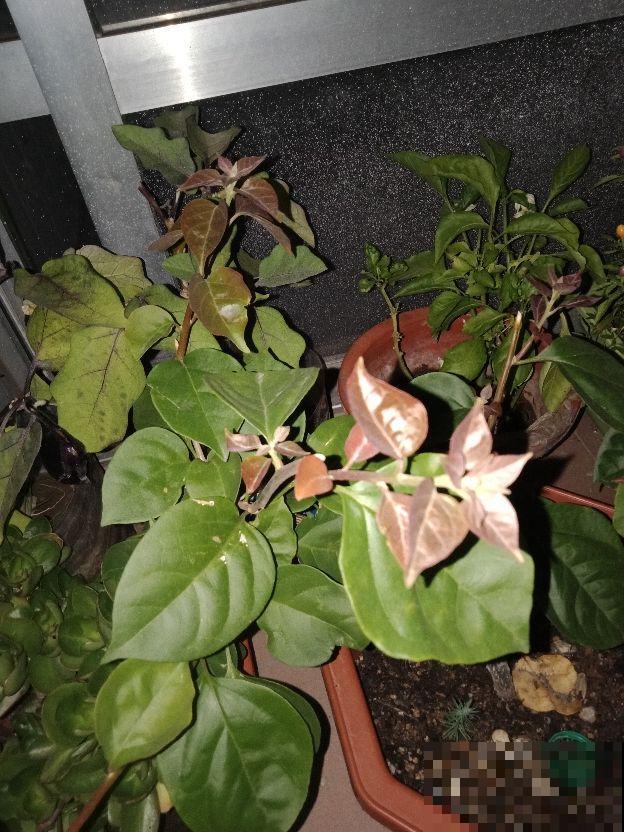 三角梅掉成光杆，一定是这“两点”没注意，现在挽回还有救