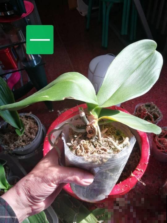 这2种花，特耐旱，一冬天不浇水也能活