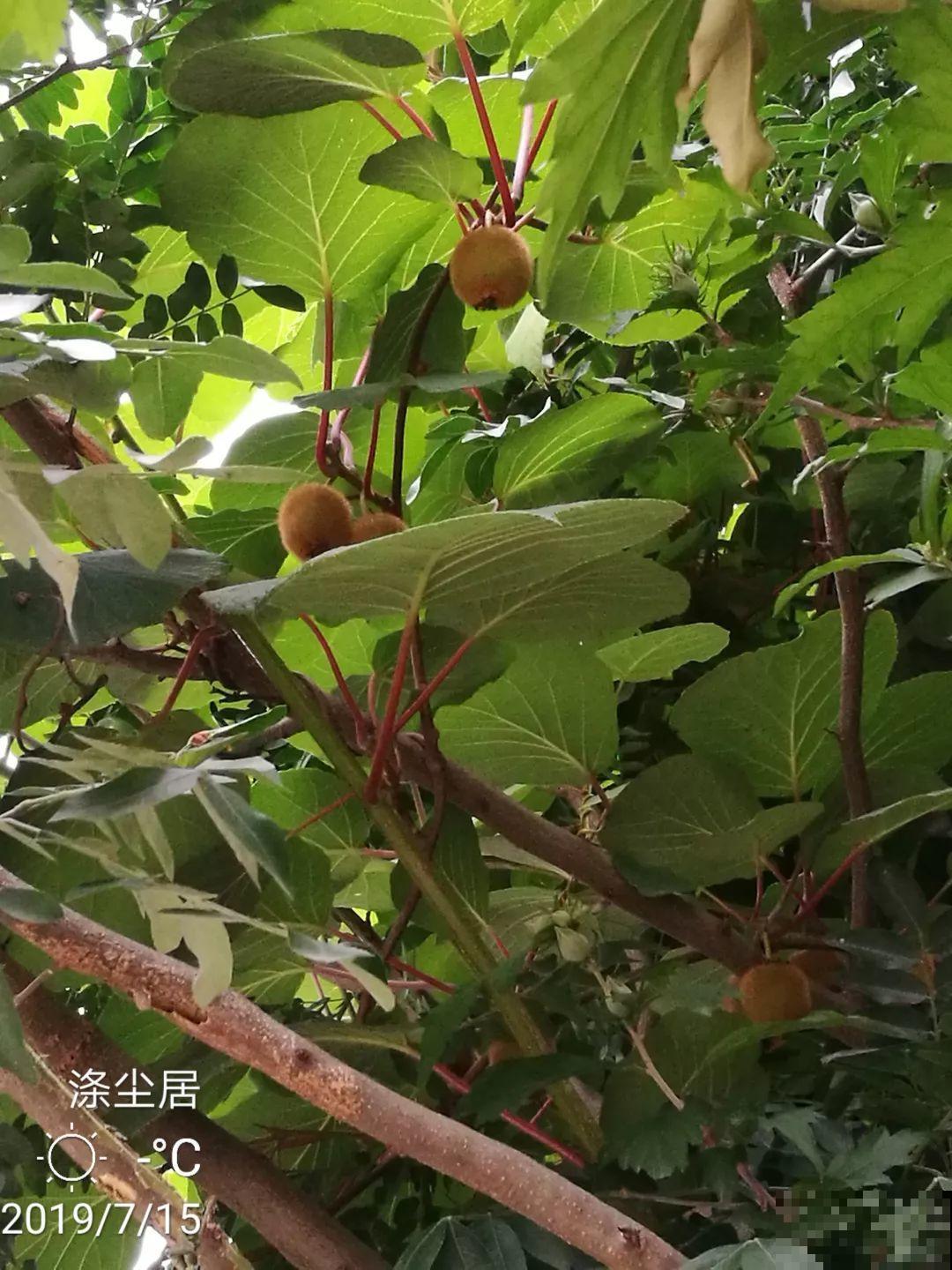 爱养花的人，就想有个小院子，喝茶赏花，过平静的日子！