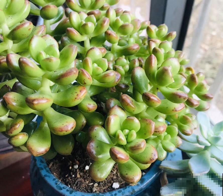 冬季适合养的3种植物，懒人花卉，就能生长爆盆！