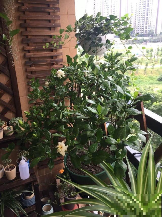 阳台封闭不通风养花，就选这8种花，能种出一个室内花园！
