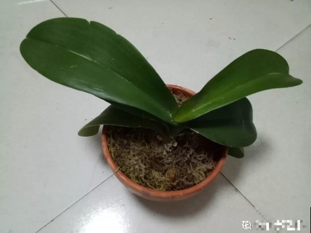 公认的开花机器，一年能开8个月，光不好也能养！
