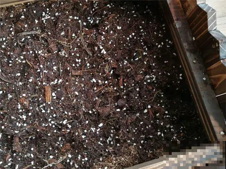 冬天养个大肚子花，不怕冷爱开花，放客厅最有气质！