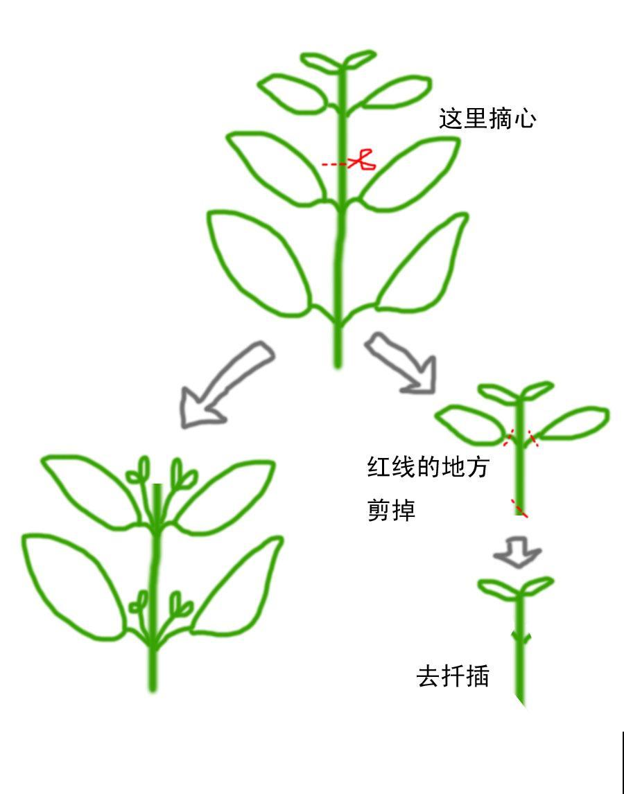 这花不能长太高，每月剪一刀，呼呼开成大花球！