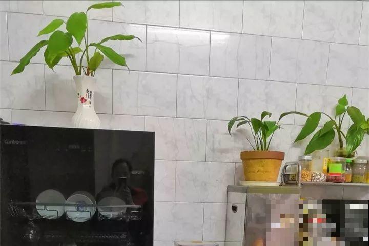 客厅养花不能看心情，注意这两大忌，选对了全家受益！