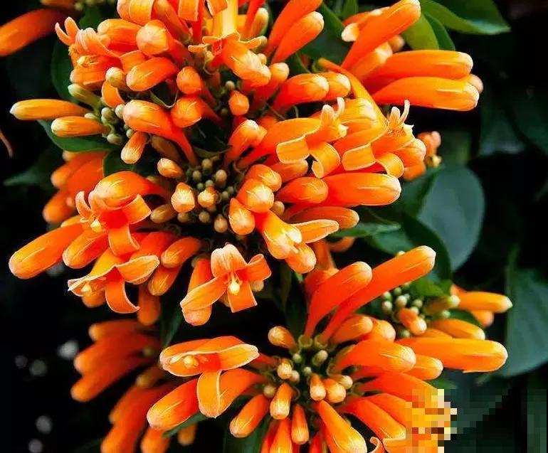 这花最适合过年养，开花红红火火，爬满整面墙