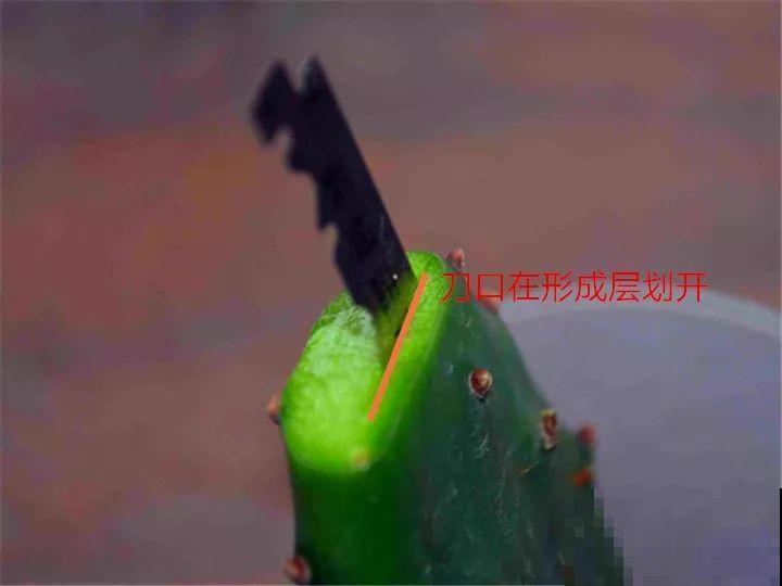 蟹爪兰嫁接技巧，少浇水撒点它，新手也能轻松养生根！