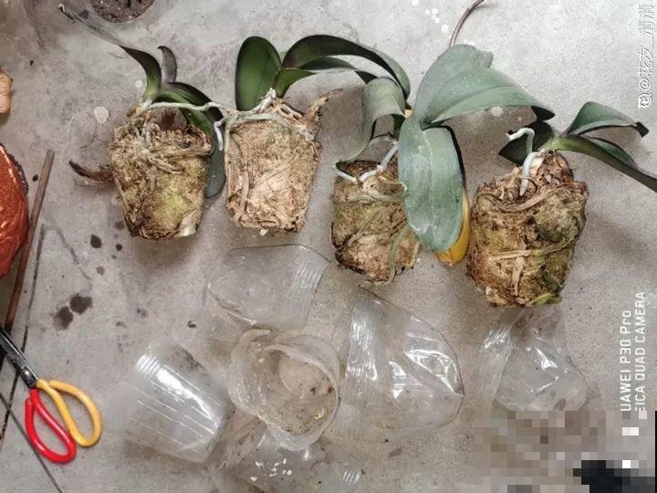 10种花，冬天切记管住手，小心浇完水就掉叶子！