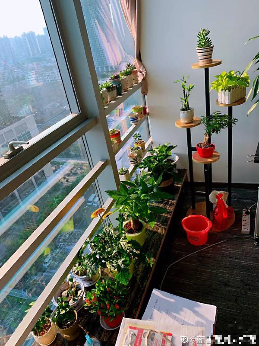 室内养花太难？记住这5点，啥花都能养得好！
