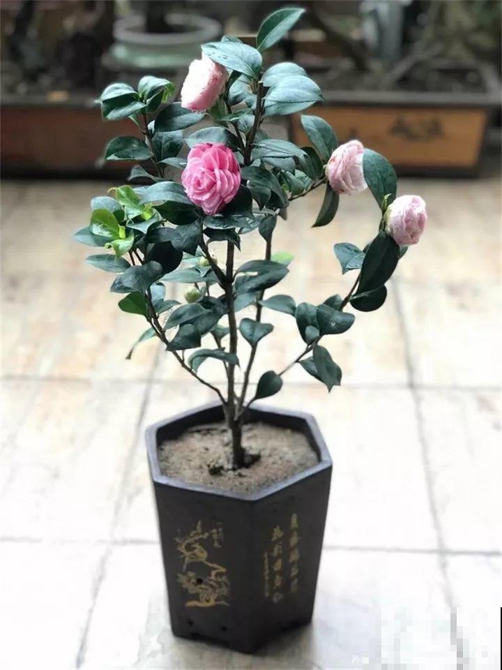 这4种花要开了，尽量别挪地儿，不然花苞哗哗掉！