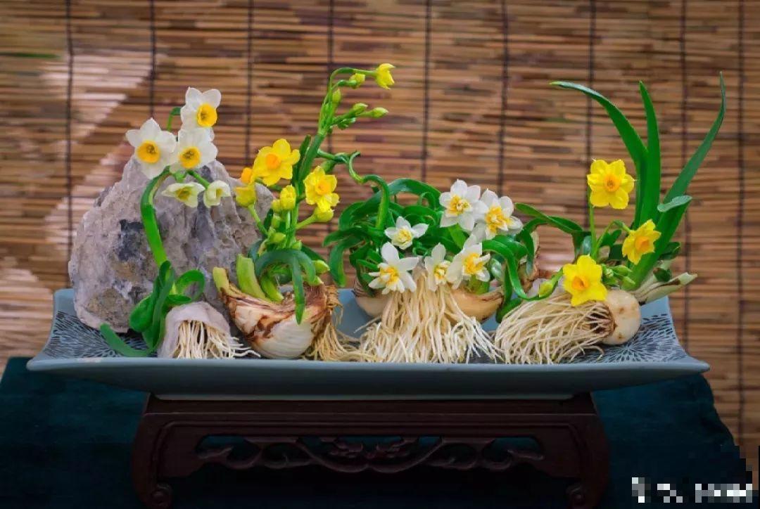 这6种花现在养，一个月后就开花，红红火火过新年！